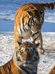 Siberian Tiger (Panthera tigris altaica)