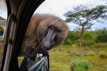 Baboon on the car near Lake Chamo - Ethiopia