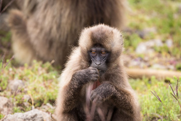 Babbuini Gelada sui Monti Simien in Etiopia