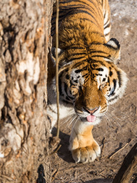 Siberian Tiger (Panthera tigris altaica)
