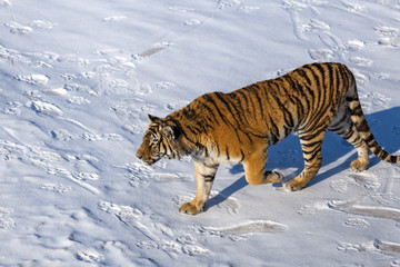 Siberian Tiger (Panthera tigris altaica)