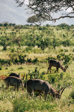 Antelopes grazing