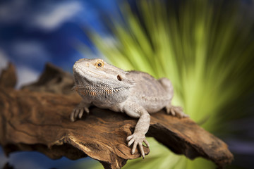 Lizard root, Bearded Dragon on black mirror background