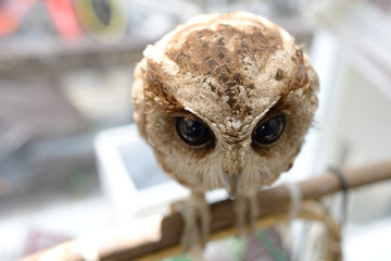 owl