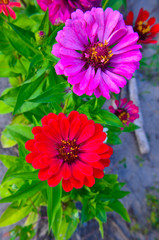 Colorful zinnia flowers in the garden