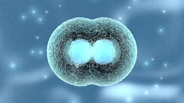 3D rendered Animation of the Mitosis and replication of a generic biological Cell.
