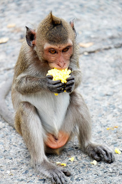 Cute monkey lives in a natural forest of Thailand,Baby monkey eating corncob.soft focus of animal wildlife.
