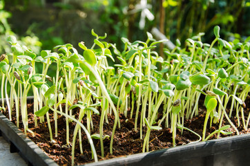 Sunflower sprouts growing in a pot