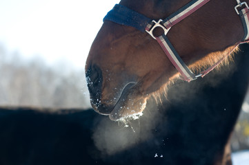 Closeup photo of horse snort