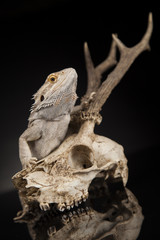 Fototapeta na wymiar Skull, Lizard, Agama, Antlers, dragon and skull