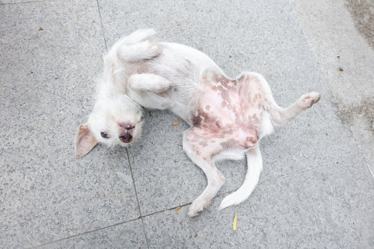 White Dog Laying And Rolling On The Floor