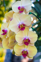 Yellow orchid in garden