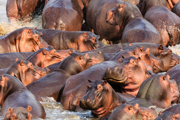 Hippos in the South Luangwa National Park - Zambia