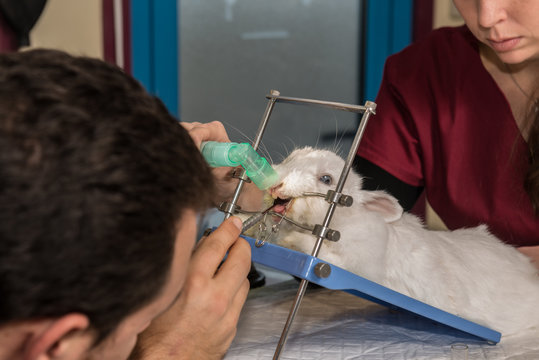Le vétérinaire  coupe les dents du lapin.