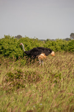 Male ostrich grazing