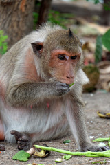 Cute monkey lives in a natural forest of Thailand,Baby monkey eating corncob.soft focus of animal wildlife.