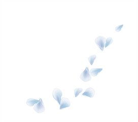 White Blue flying petals isolated on White background. Sakura Roses petals. Vector 