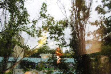 Fototapeta premium Trees