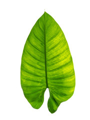 Leaves on a white background.