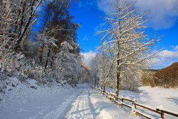 Trees with snow in winter forest.