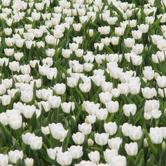 beautiful white tulips on flower-bed