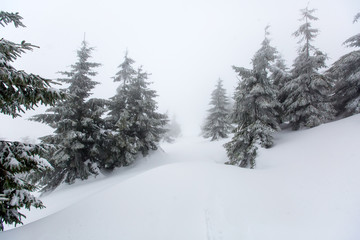 Fototapeta premium Mystical winter forest covered with snow on cloudy day