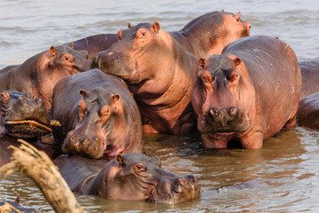 Hippos in the South Luangwa National Park - Zambia