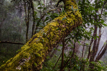 Humid tropical forest, rainforest, hot and wet atmosphere with green vegetation