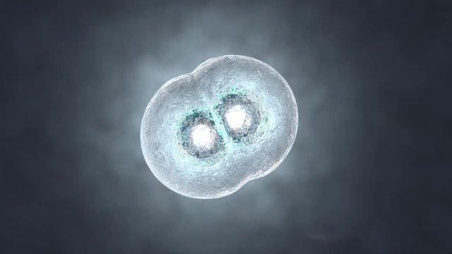 3D rendered Animation of the Mitosis and replication of a generic biological Cell.
