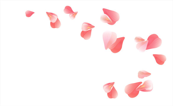 Pink Red flying petals isolated on white. Sakura Roses petals. Vector 