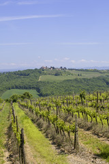 Fototapeta na wymiar Vineyard in the Chianti