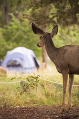 Naklejka na ściany i meble Deer Looking At Tent in Campground