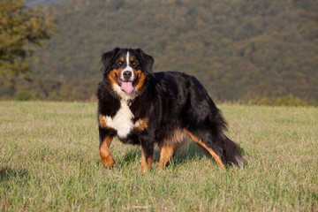 Portrait of nice bernese mountain dog