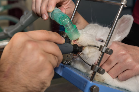 Le vétérinaire  coupe les dents du lapin.