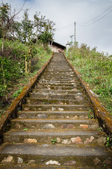 Long stairs with green vegetation 