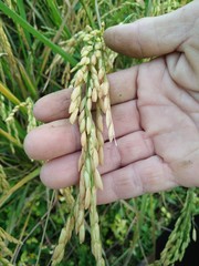 rice in farm and hand