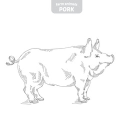 Pig hand-drawn vector illustration.