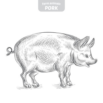 Pig hand-drawn vector illustration.