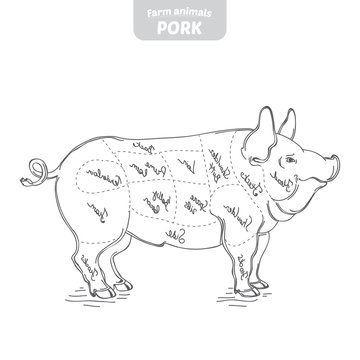 Pig side carcass cuts hand-drawn vector illustration.