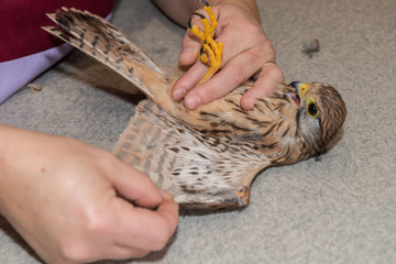 Obraz premium La consultation vétérinaire pour les buses, pigeons, poules, oiseaux, rapaces, est très importante pour la santé de cet animal et les basses cours.