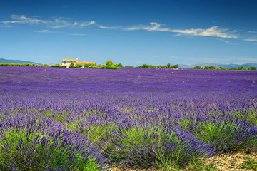 Fototapeta na wymiar Amazing lavender fields in Provence region, Valensole, France, Europe