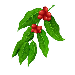 Coffee branch. Coffee plant with coffee leaf, berry, bean, coffee fruit, seed. Vector illustration.