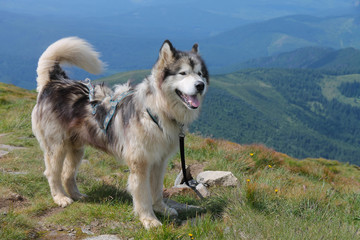 big Malamute on the top of the mountain