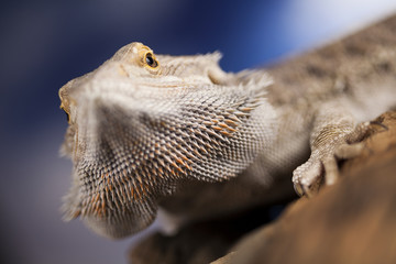 Pet, lizard Bearded Dragon on black background