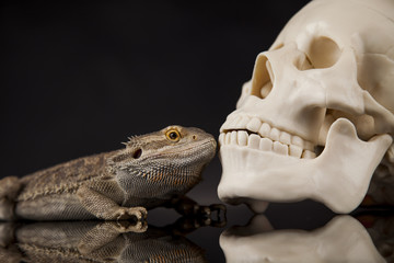 Fototapeta premium Lizard, Agama, dragon and skull