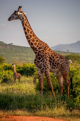 Giraffe in its natural habitat