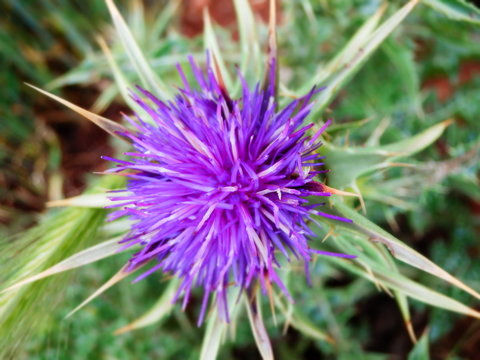 Flor orada con pinchos, cactus