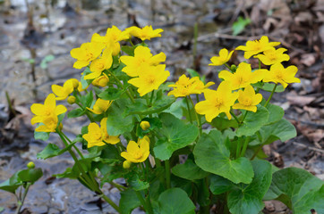 Marsh Marigold (Caltha palustris) flowers