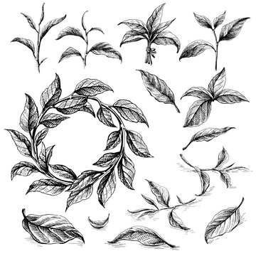 Collection of tea leaves. Green, black, Pekoe tea in graphic style, hand-drawn vector illustration.
