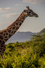 Giraffe in its natural habitat